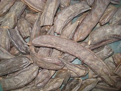 Keçi Boynuzu (Harnup)