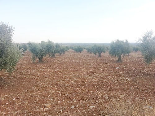 Musabeyli Zeytinlik Satışı